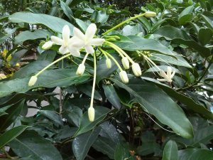 درخت گل سوزنی